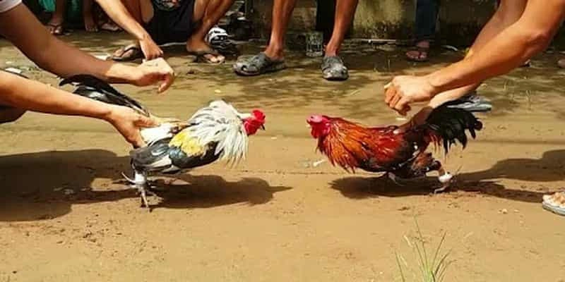 Đá gà cựa sắt